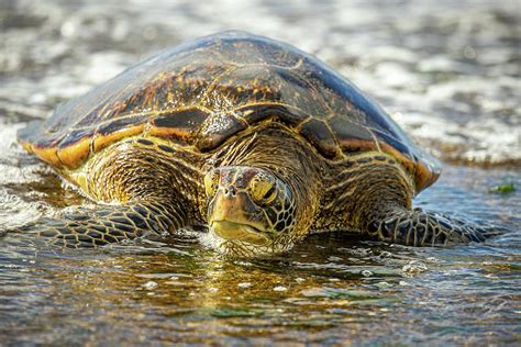 Hawaii Sea Turtle H Photograph by Erik Kabik - Pixels