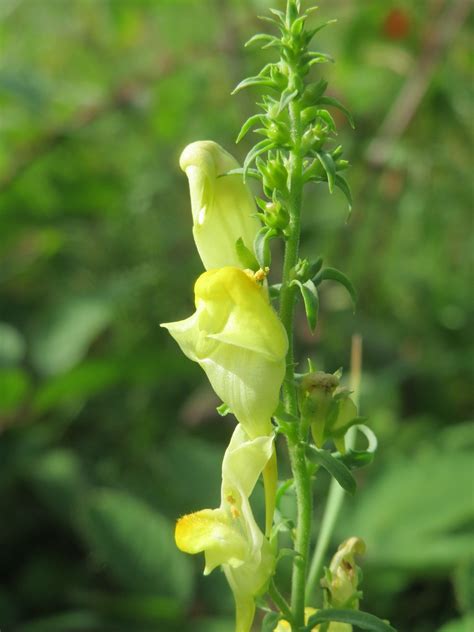 Linaria Vulgaris Echtes Leinkraut Linaria Vulgaris Im Sc Flickr