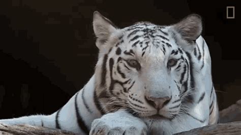 Liger Cartoon Gifs White Tiger White Aesthetic Big Cats Animated