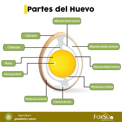 Mucho Recomendar Empuje Las Partes De Un Huevo Falso Consejo D As