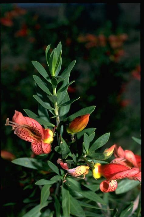 Eremophila maculata Images - Useful Tropical Plants