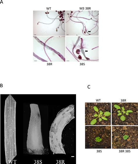 Figure From Pectin Dependent Cell Adhesion Restored By A Mutant