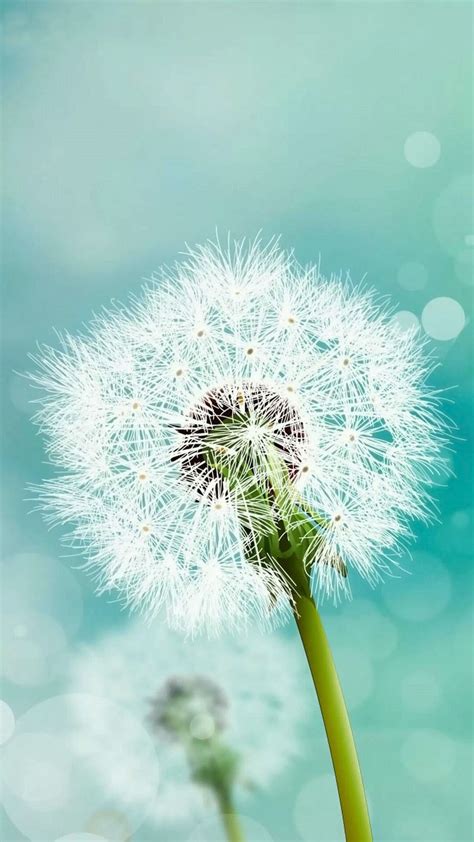 Samsung Dandelion Wallpapers Wallpapersafari