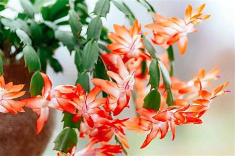 6pot Orange Christmas Cactus Zygocactus Plant live - Etsy