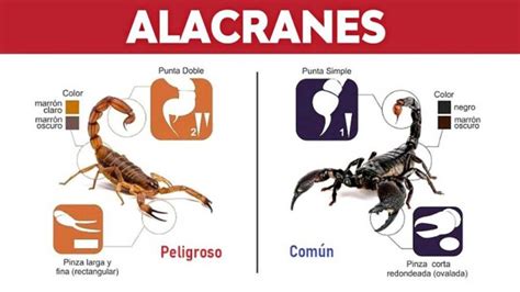 Cómo prevenir la aparición de alacranes y qué hacer ante la picadura