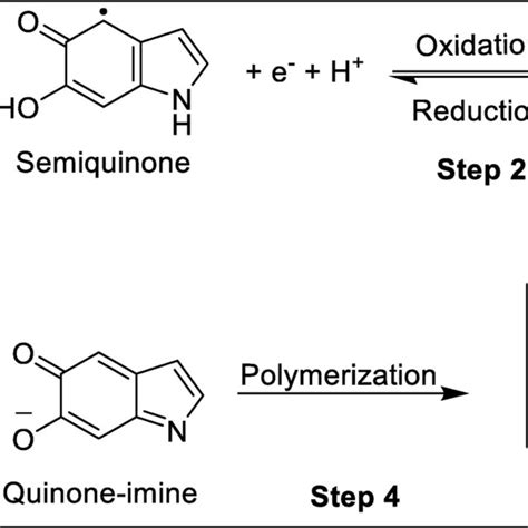 The Melanin Monomer Structure Formula With Tabulated Functional Groups