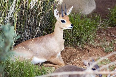 Rhim gazelle - Alchetron, The Free Social Encyclopedia