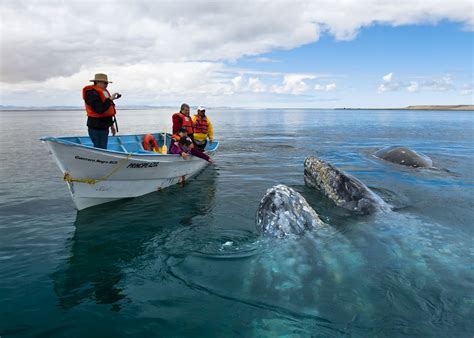 Whale watching in Mexico's Magdalena Bay | Audley Travel