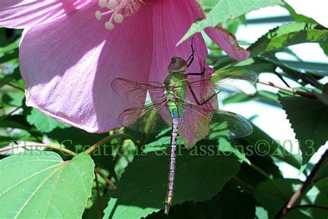 Green Dragonfly On Pink Hibiscus 13 Hibiscus Green Photo