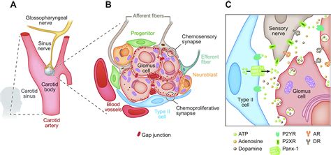 Carotid Body Chemoreceptors Physiology Pathology And Implications