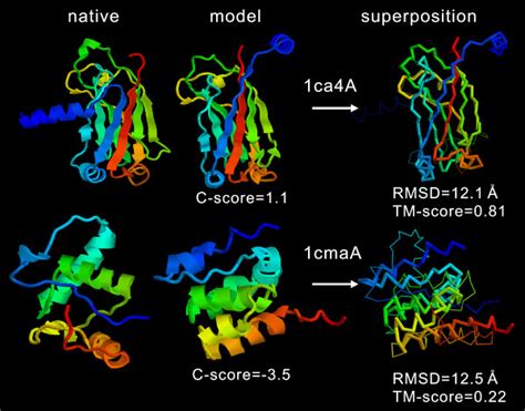 Two Examples Of The I Tasser Models From 1ca4a And 1cmaa Both Models