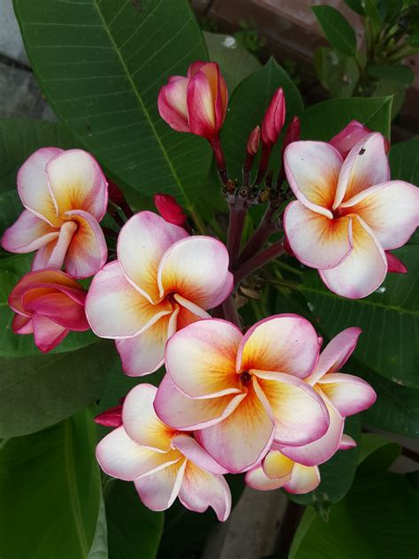 Fotos Gratis Flor P Talo Frangipani Rosado Planta Floreciendo