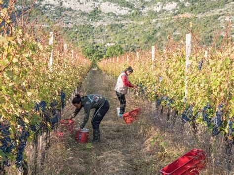 Mostar Slu Beno Preuzeo Titulu Europskog Grada Vina Dionisio