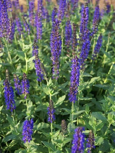 Salvia Lyrical Blues Bluestone Perennials Perennials Meadow Sage