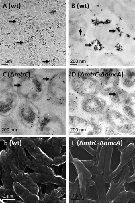 Cellular Locations Of Cr Iii Precipitates In S Oneidensis Mr Wild