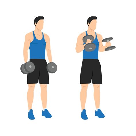 Man doing standing dumbbell bicep hammer curls. Flat vector illustration isolated on different ...