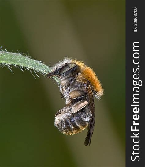 Sleeping Bumblebee Free Stock Photos Stockfreeimages