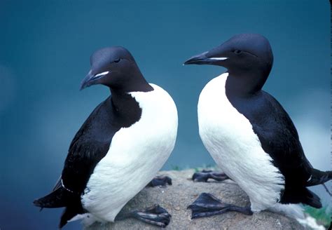 Exxon Valdez Oil Spill Hit Migratory Seabirds Murres Hard Frontier