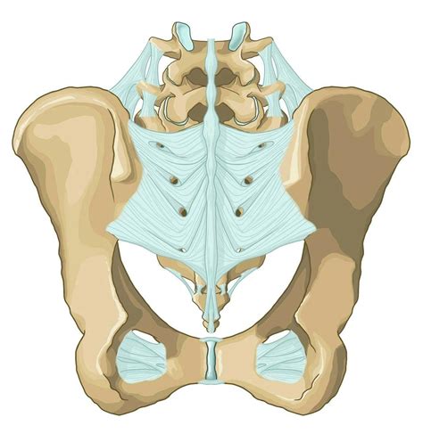 Ligaments Of The Pelvis