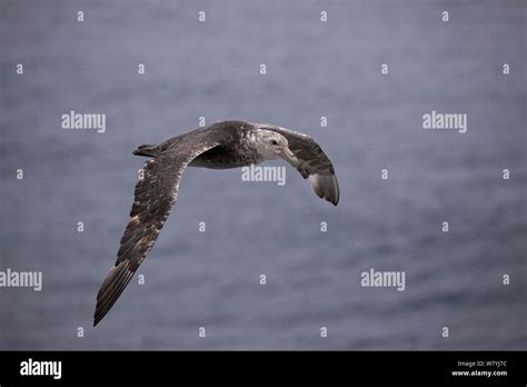 Southern Giant Petrel Macronectes Giganteus In Flight Antarctica