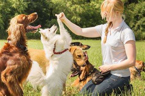 Expert Dog Training in Portland - Build Trust & Obedience | Call Now!- Mans Best Friend