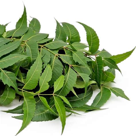 G Daun Semambu Segar Neem Leaves Fresh Shopee Malaysia