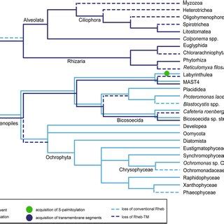 Rheb Evolution In The Euglenozoa A Inferred Origin Loss And