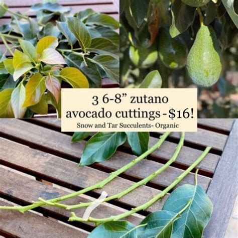 Avocado Scion Etsy