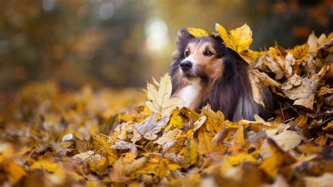 Fondos de Pantalla 1920x1080 Perro Otoño Collie Follaje Contacto visual