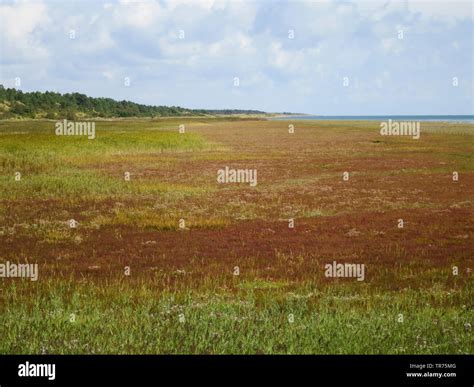 Salicornia salt marsh hi-res stock photography and images - Alamy