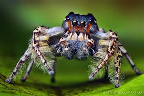 Красивые Макро Фотографии Насекомых, Томас Шаан | Araña saltando ...