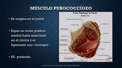 Anatomia De Piso Pelvico Musculo Elevador Del Ano Ppt