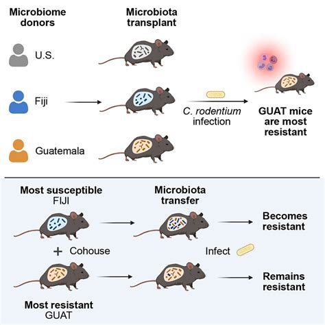 Geographic differences in gut microbiota boost immunity | Cornell Chronicle