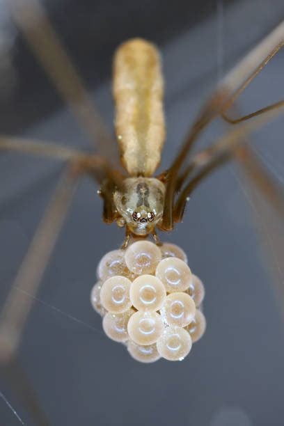 130 Egg Sac Fotos Fotos De Stock Imagens E Fotos Royalty Free Istock