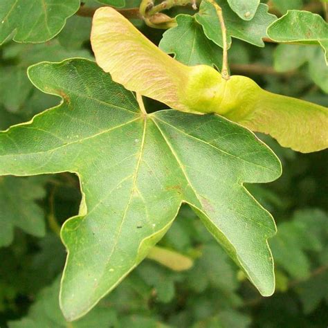 Field Maple Hedge (Acer Campestre) - Hedges Direct UK