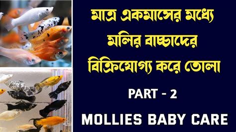 Mollies Baby Fish Care Part How To Take Care Of Molly Fish Babies