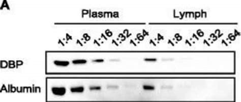 Anti Vitamin D Binding Protein GC Antibody Produced In Goat Anti DBP