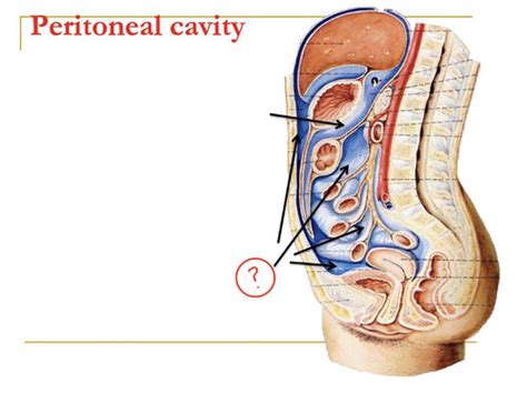 Medical Anatomy Exam Appendix Abdomen Flashcards Quizlet