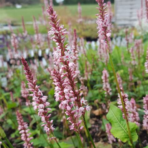 Persicaria Amplexicaulis Rosea Kertepileurt