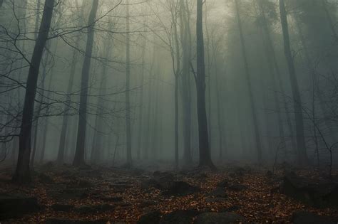 Mysterious foggy woods. Original public | Free Photo - rawpixel