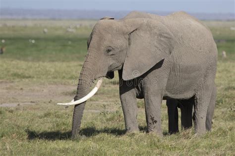 Female African Elephant With Long Tusks Feeding In The Savannah Stock