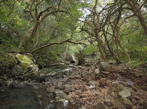 Dirección General Forestal Destaca La Innovación En El Día