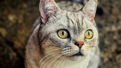 Cat Catches a Cold: Symptoms and Treatment | Pet Reader