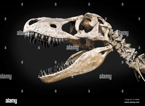 Skull Dinosaur Tyrannosaurus Rex Fotograf As E Im Genes De Alta