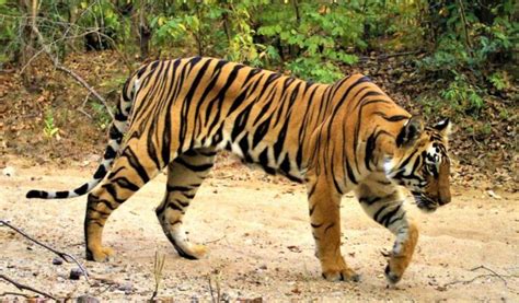 Arunachal Pradesh Tigers Spotted In Namdapha After Eight Years North