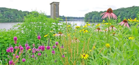 Top Ten Reasons To Restore Lakeshores With Native Plants