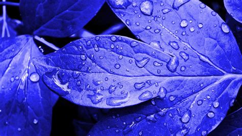 Blue Leaf Wallpapers - Top Free Blue Leaf Backgrounds - WallpaperAccess