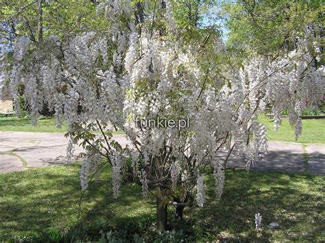 Wisterie Glicynia Bia A Wisteria Alba C Cm