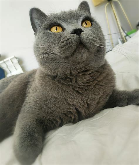 Teddy cat : r/SupermodelCats