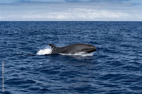 False Orca Whale Breaching Stock Photo | Adobe Stock